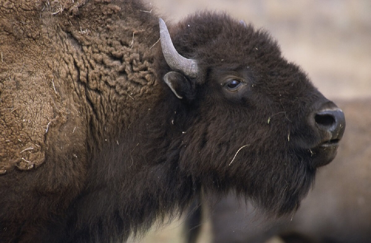 Afschot bizons in Grand Canyon trekt 45.000 vrijwilligers
