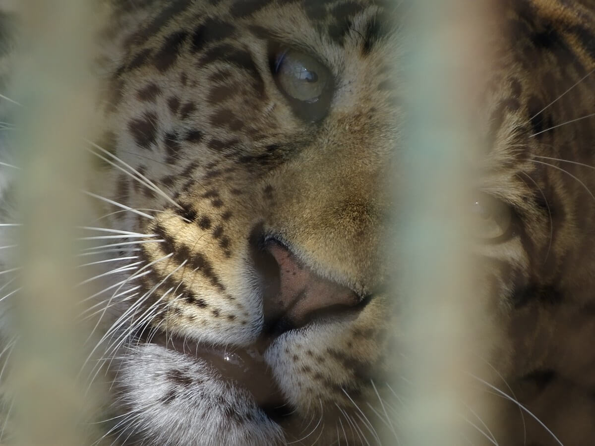 Inbeslagname van bijna 70 grote katten uit Tiger King Park