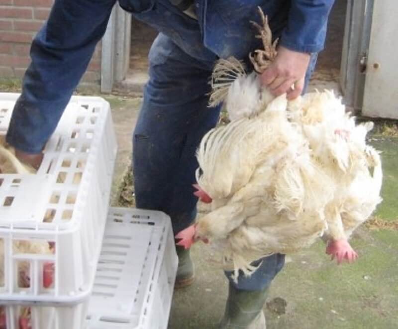 Wakker Dier wint rechtszaak pijnlijke vangmethode kippen