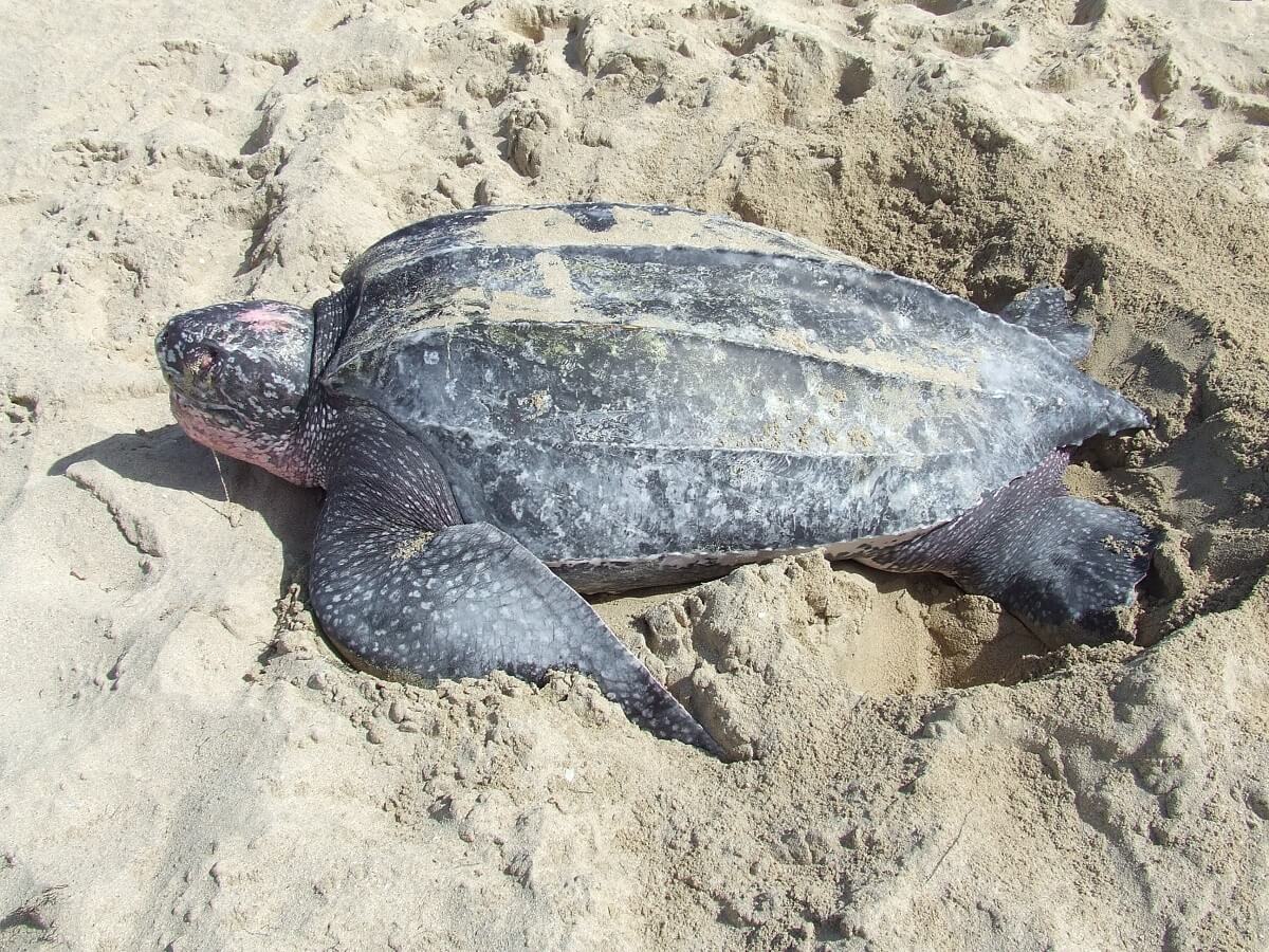 Tijd dringt voor lederschildpad in Stille Oceaan