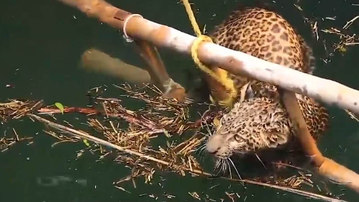 Luipaard gered van verdrinkingsdood in put