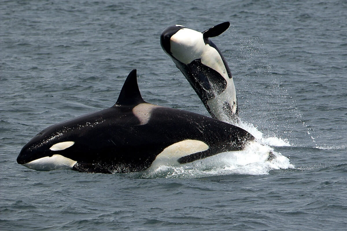 Gevarieerd dieet IJslandse orka’s geeft meer pcb's in vet