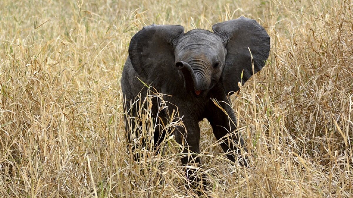 Jonge Afrikaanse olifant