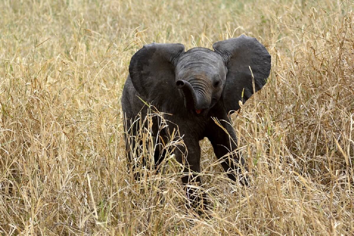 Recordaantal olifanten geboren in Kenia
