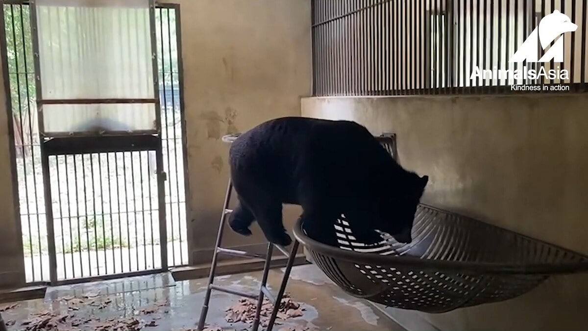 101 Aziatische zwarte beren gered