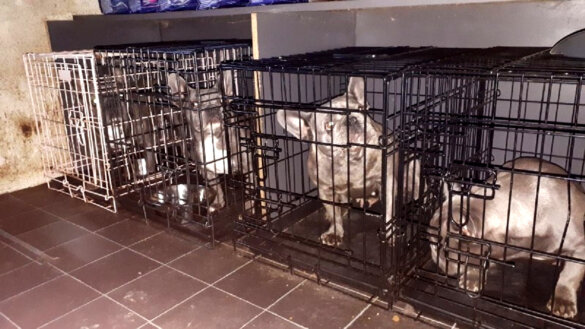 Illegale dierenhandel opgerold in Schagen en Medemblik