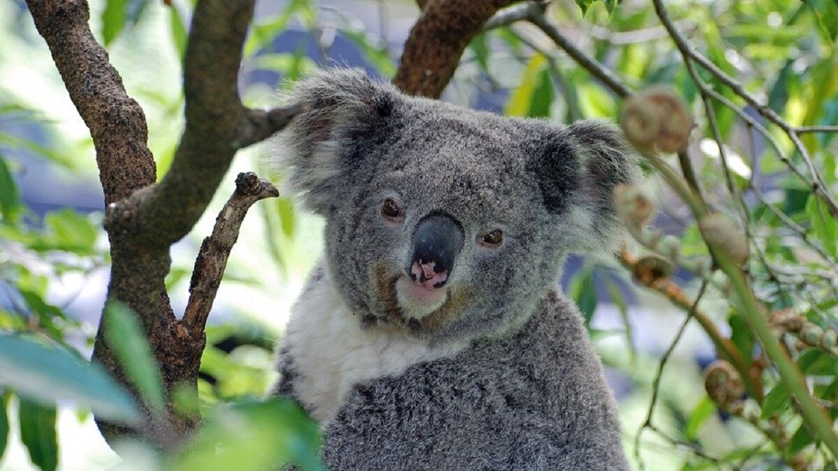 Koala op lijst bedreigde Australische diersoorten
