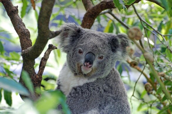 Koala op lijst bedreigde Australische diersoorten