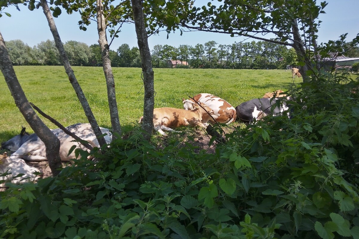 Ruim 7 op de 10 Friese koeien krijgt geen schaduw