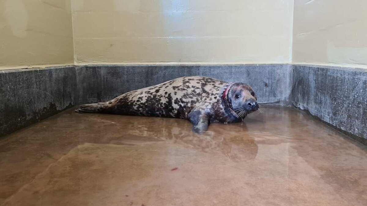 Zeehond komt vrij na ruim 2 jaar plastic ring om nek