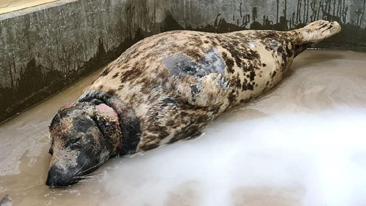 Zeehond komt vrij na ruim 2 jaar plastic ring om nek