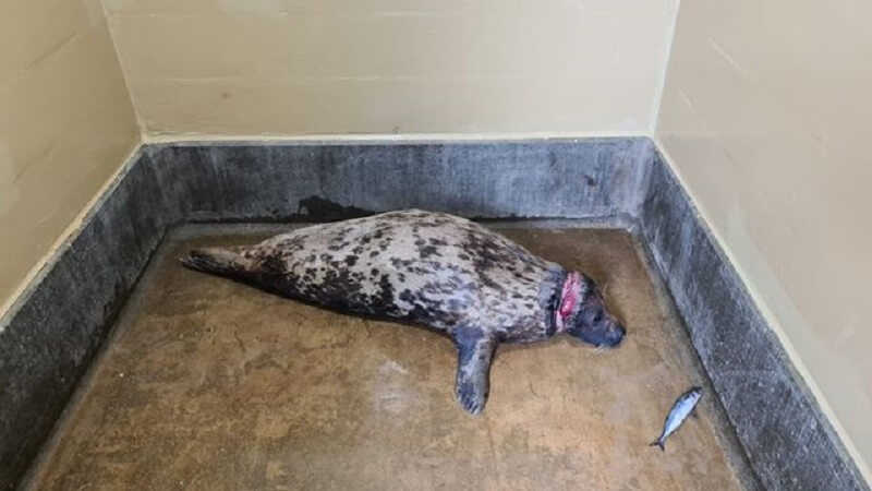 Zeehond komt vrij na ruim 2 jaar plastic ring om nek