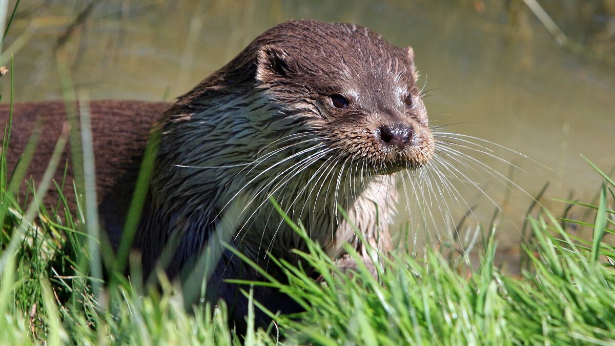 otter terug in Amsterdam