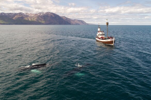 Toegenomen scheepvaart bedreigt walvissen