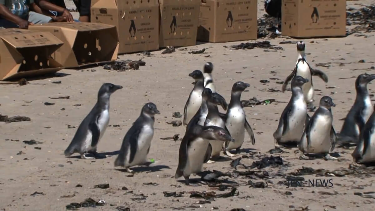 Vrijlating van jonge zwartvoetpinguïns bij Simon's Town (2018)