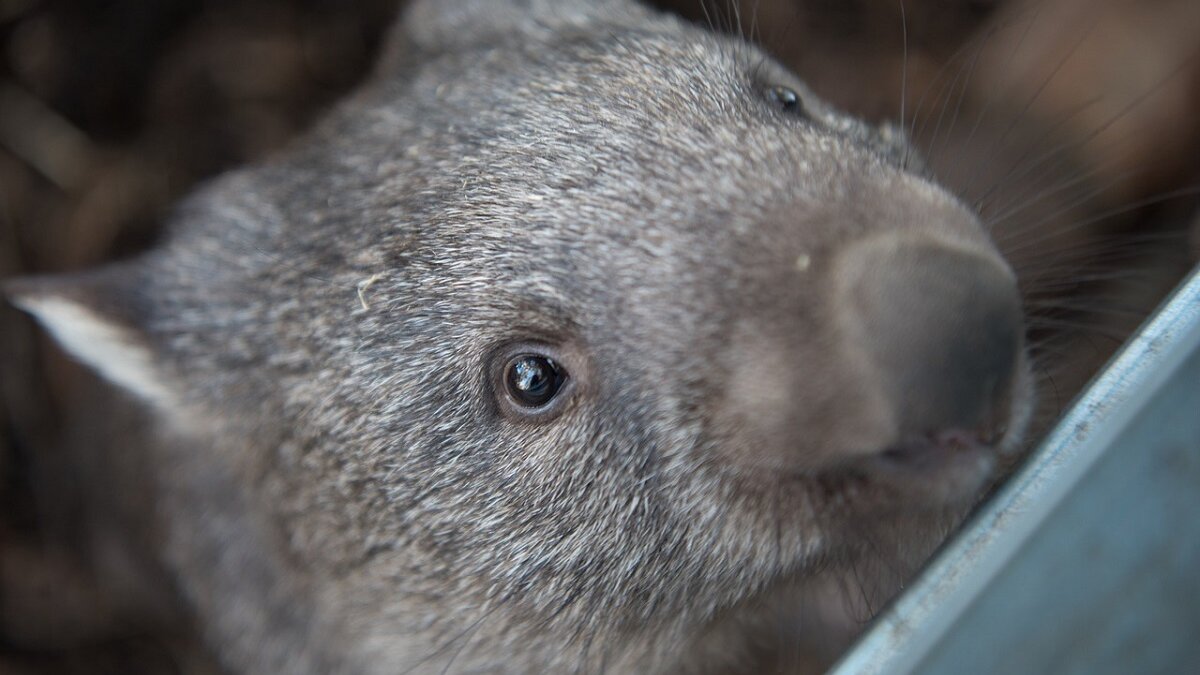 wombat