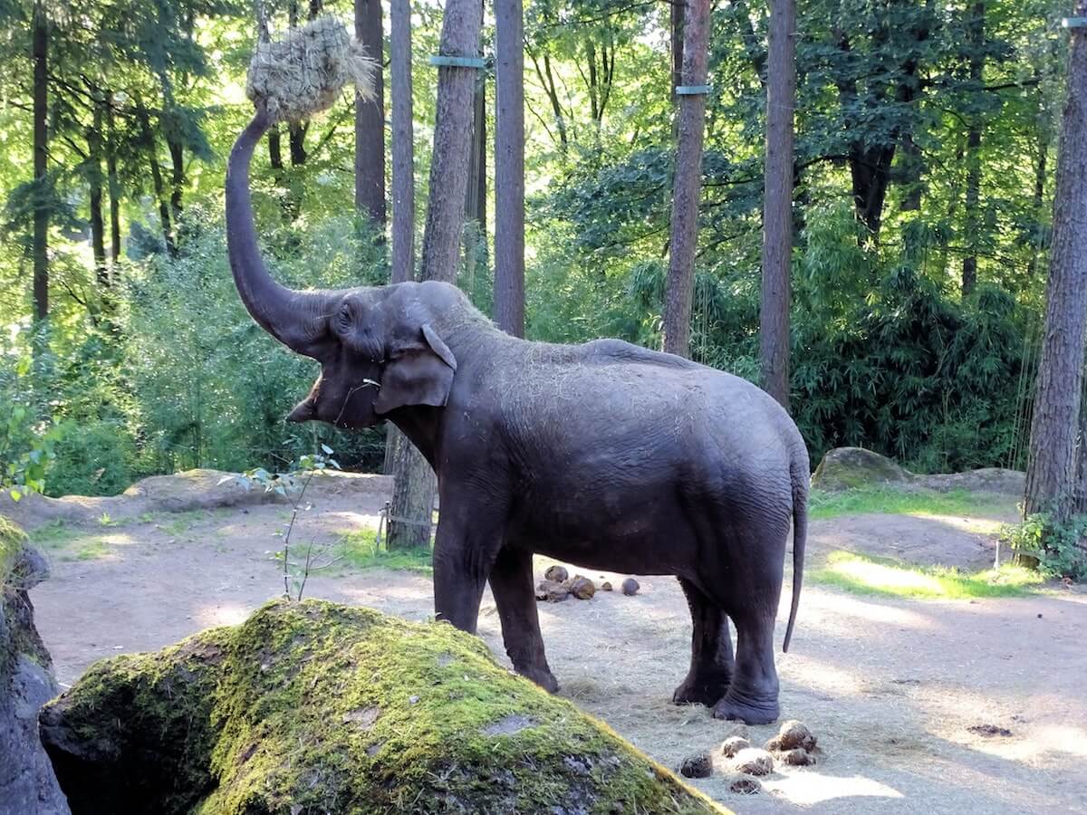 olifanten in dierentuinen