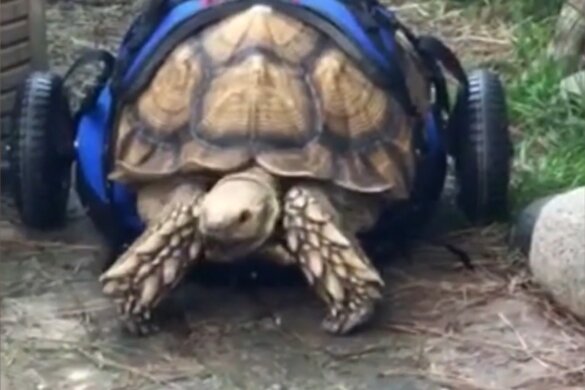 Schildpad die zich vooruit sleepte krijgt rolstoel
