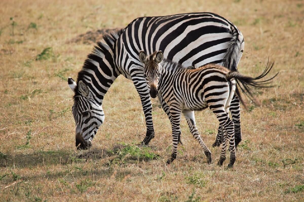 Kenia start eerste nationale telling van wilde dieren