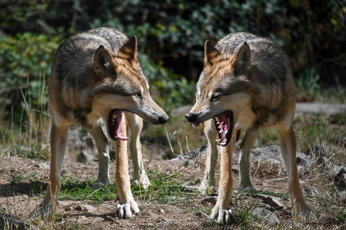 Ontsnapte wolven DierenPark Amersfoort gevangen