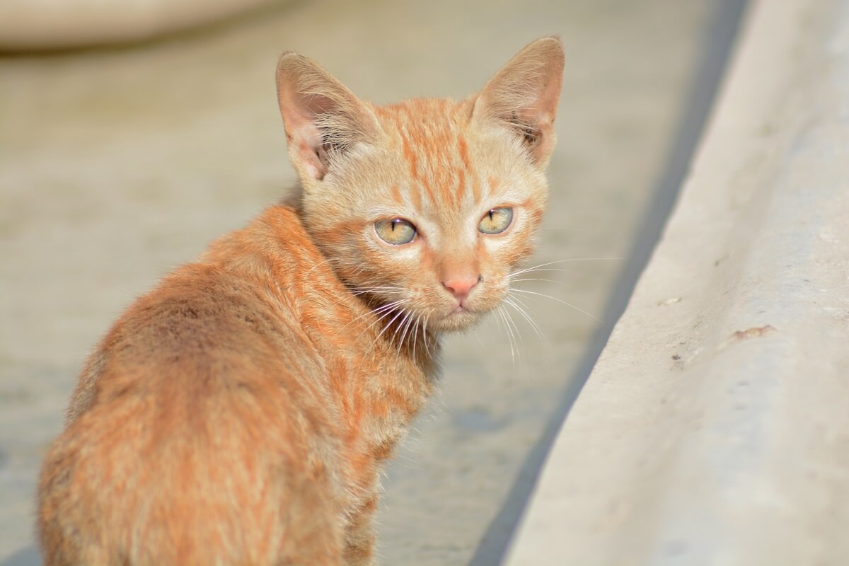 Gemuteerd coronavirus mogelijk oorzaak kattensterfte Cyprus