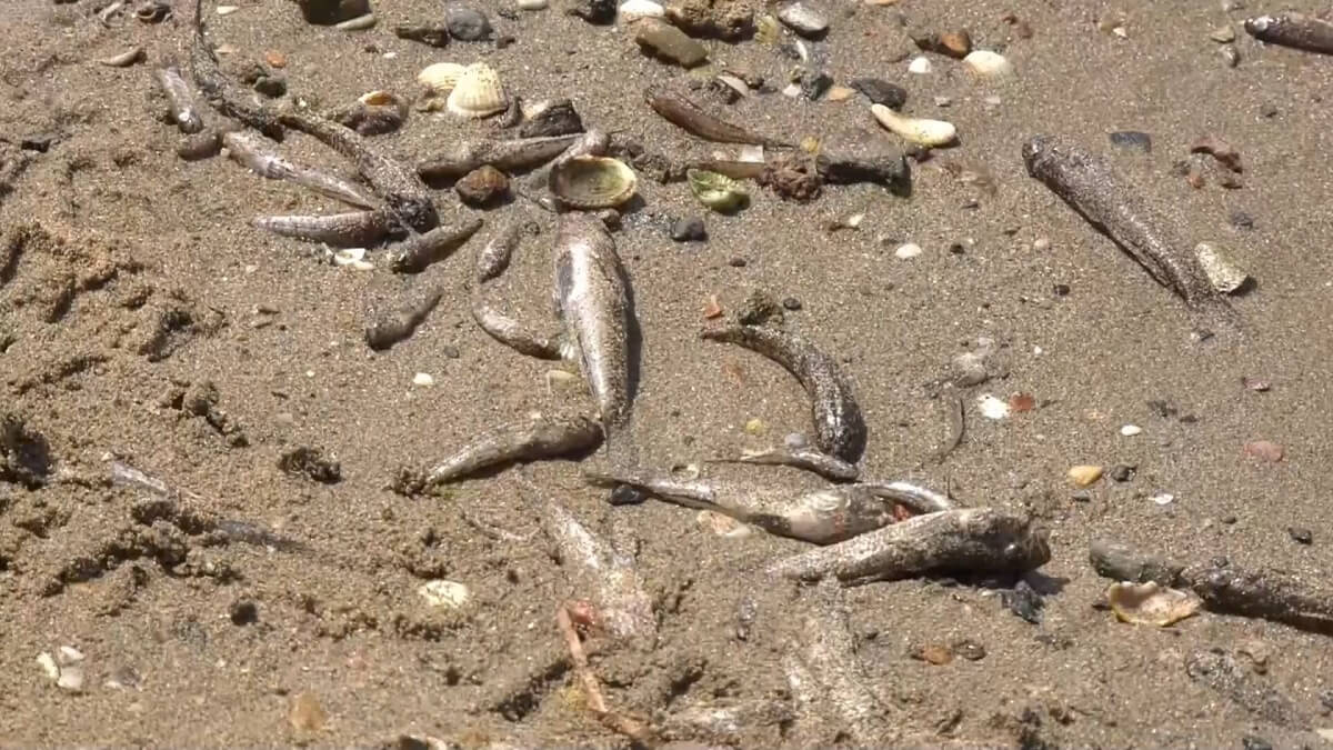 Dode vissen spoelen aan bij Mar Menor in Spanje