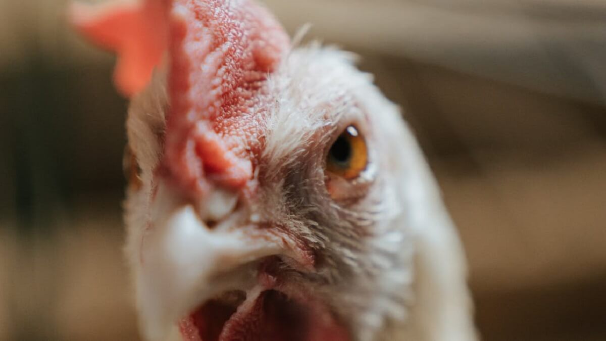 Vogelgriep in Eefde: 6000 kippen vergast