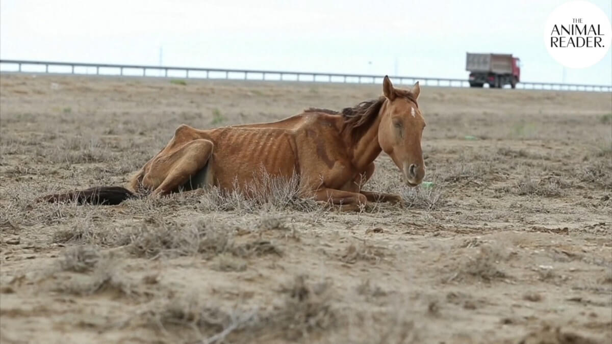 Dieren sterven in Kazachstan door extreme droogte