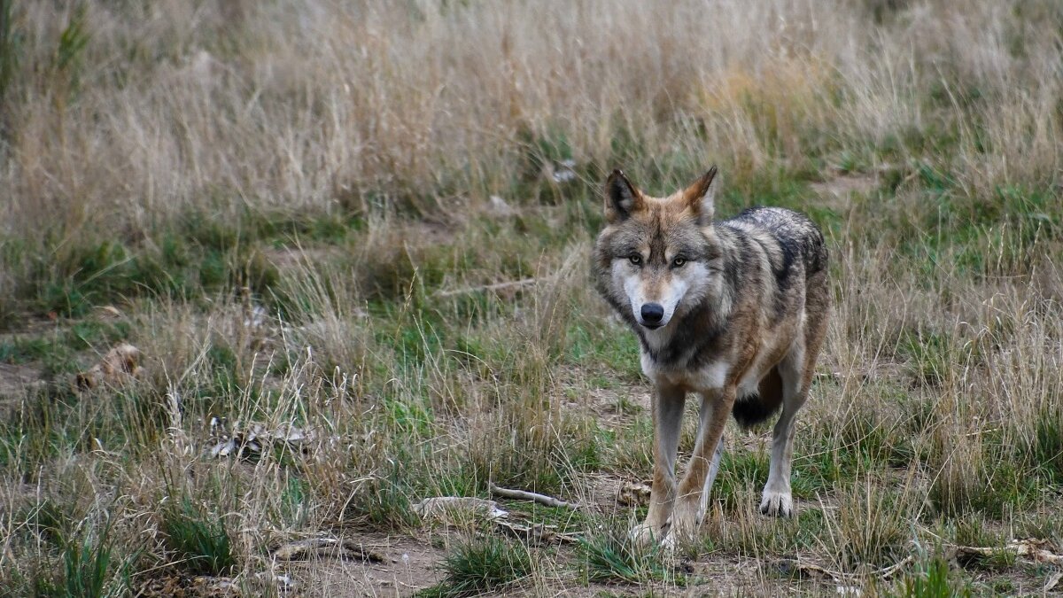 Nationaal Park De Hoge Veluwe ontdekt door wolf