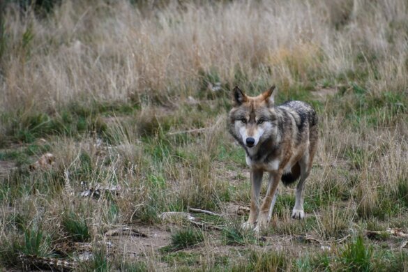 Nationaal Park De Hoge Veluwe ontdekt door wolf