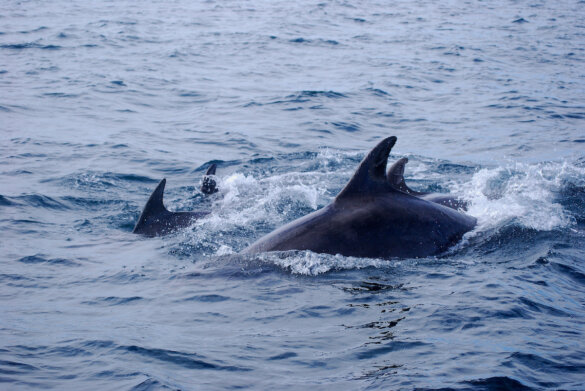 verstoringen dolfijnen
