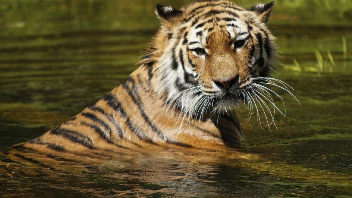 meer Siberische tijgers