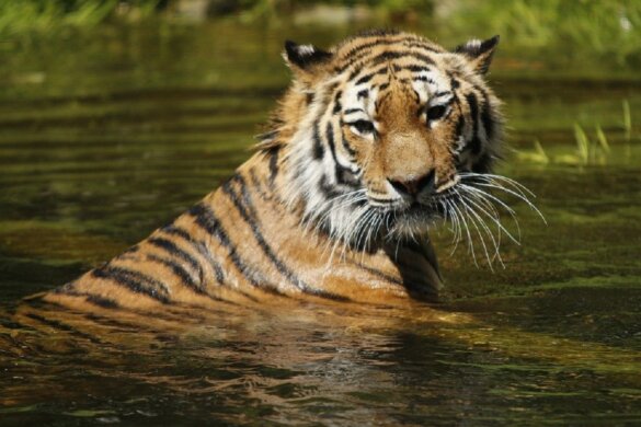 meer Siberische tijgers