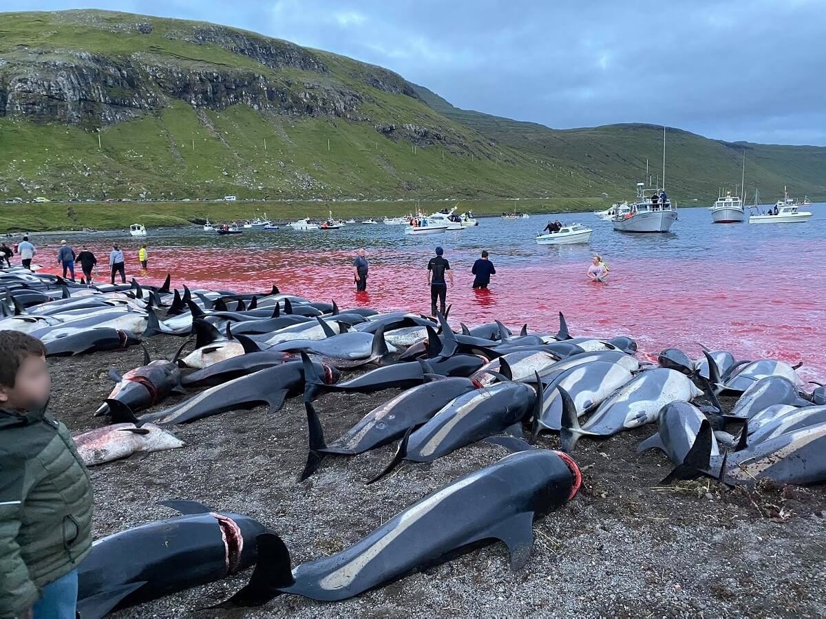 1428 dolfijnen vermoord op Faeröer-eilanden