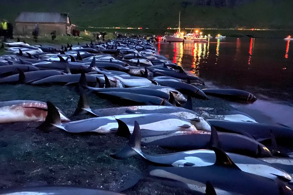 Grindadráp op Faeröer kost dit jaar 500 grienden het leven