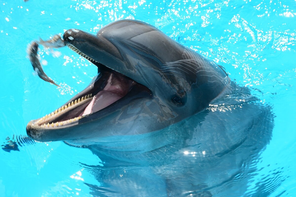 dolfijn Mosa