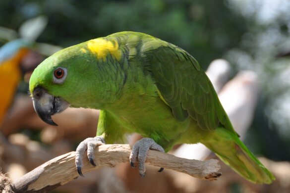Geelnekamazone papegaai