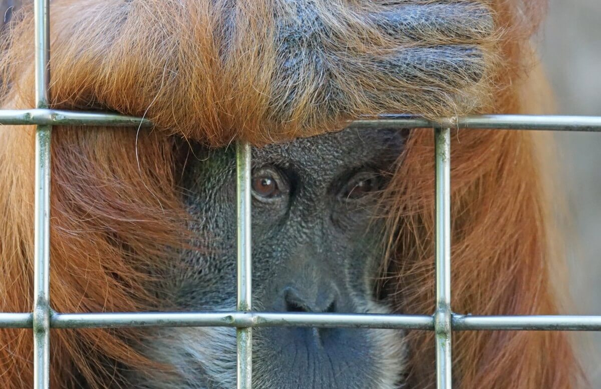 Illegale handel in wilde dieren wordt in Hongkong voortaan bestraft als georganiseerde misdaad