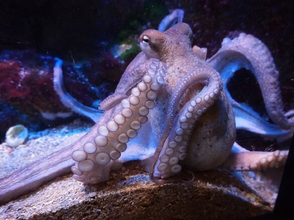 octopussen