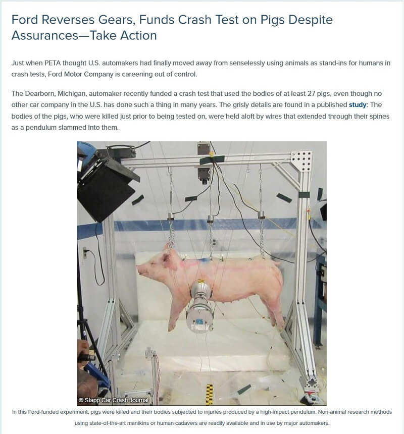 Ford gebruikt varkens in crashtests