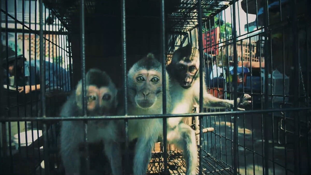 Oproep aan G20: Maak een einde aan de handel in wilde dieren #EndWildlifeTrade
