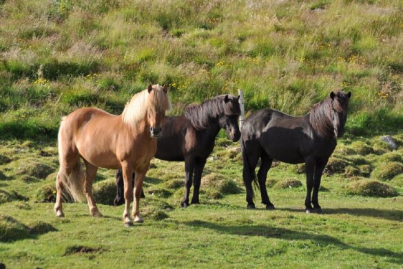 Aanrijding kost drie loslopende pony's het leven