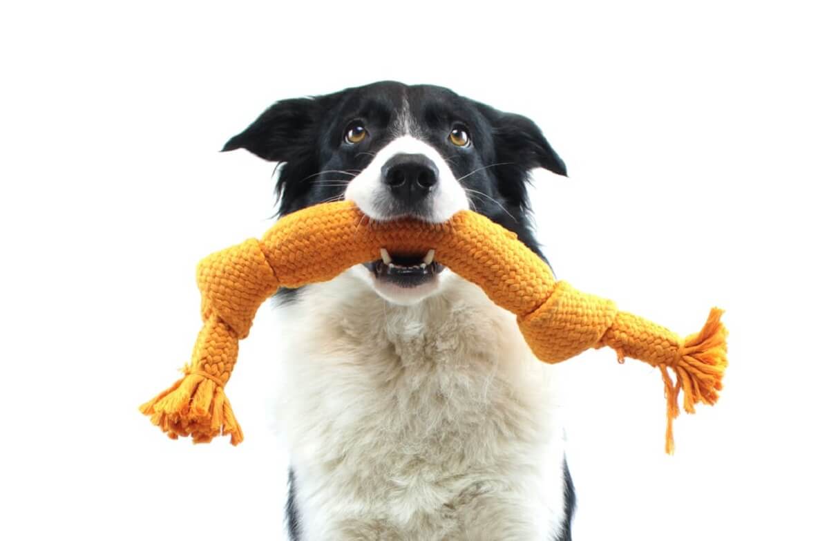 Superslimme honden kunnen namen tientallen speeltjes leren