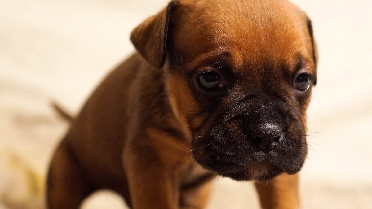 NVWA adviseert Marktplaats om puppy’s uit Oost-Europa te blijven aanbieden