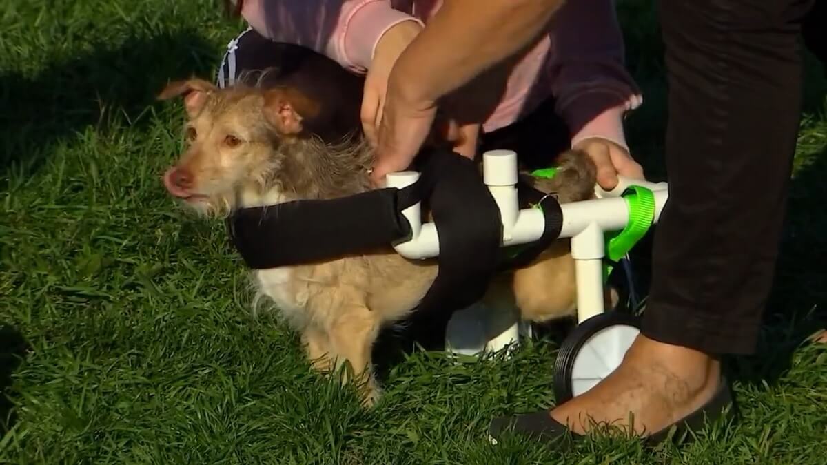 Tiener bouwt goedkope rolstoelen voor gehandicapte honden en katten