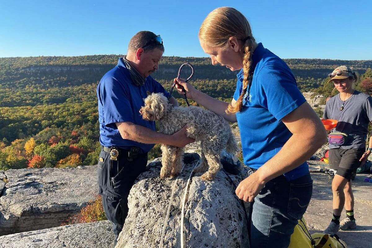 Hond na vijf dagen gered uit nauwe rotsspleet