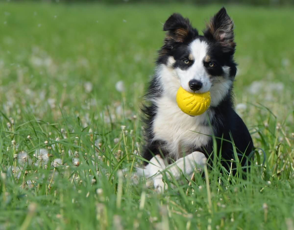Superslimme honden kunnen namen tientallen speeltjes leren
