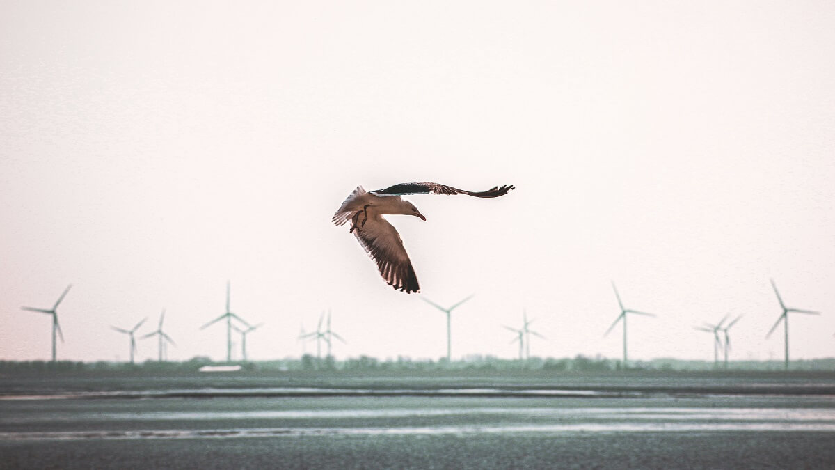 De locatie is belangrijker dan technische oplossingen om vogelsterfte door windmolenparken te beperken