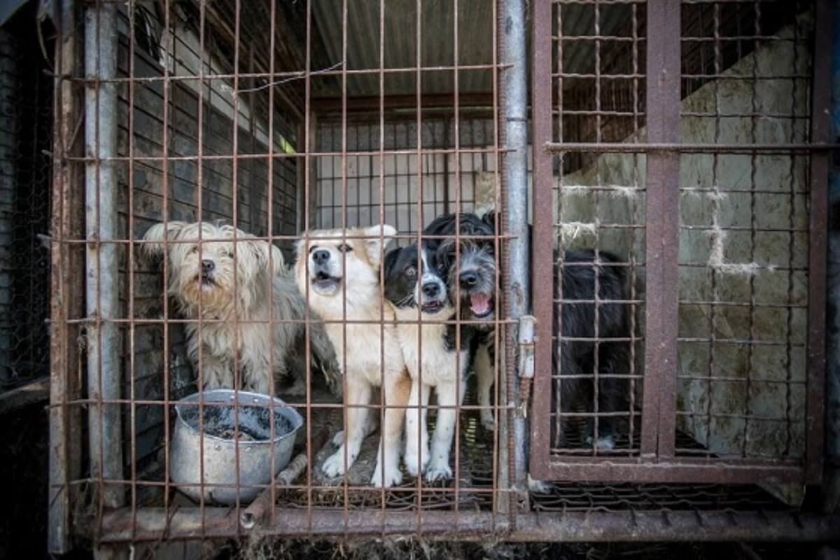 Zuid-Korea overweegt verbod op hondenvlees