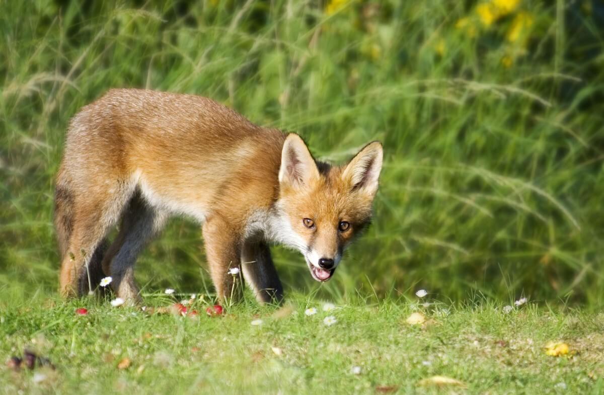 Boete voorman Britse jacht na advies verbergen illegale vossenjacht
